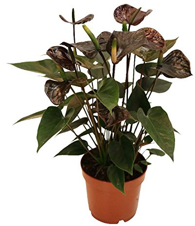 Anthurium andreanum Black Karma mit schwarzer Blüte 12cm Topf