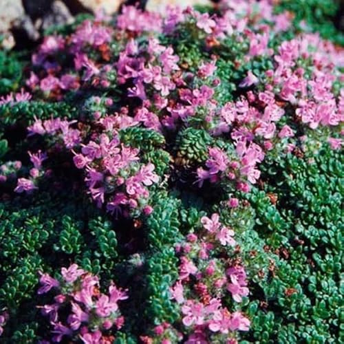 6x Wolliger Thymian - Thymus praecox 'Pseudolanuginosus' - Topf 9x9cm - Teppichpflanze