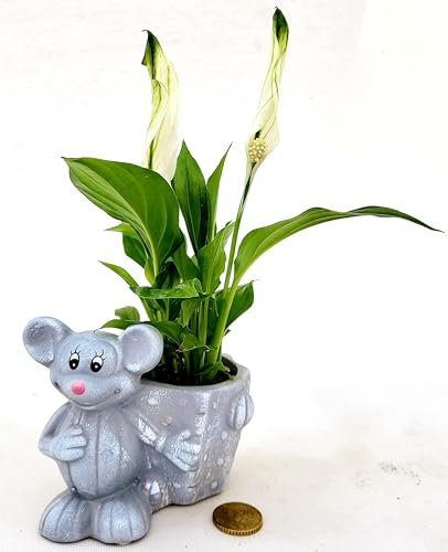 POWERS TO FLOWERS - SPATIFILLO MINI IN VASO CERAMICA TOPOLINO, IDEALE PER ACCOMPAGNAMENTO ALLA SCRIVANIA, Piante vere