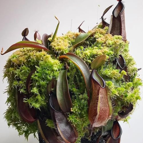 nepenthes-kannenpflanze fleischfressende für sonnige plätze exotische winterhart, pflanzensamen steingartenpflanzen 35samen