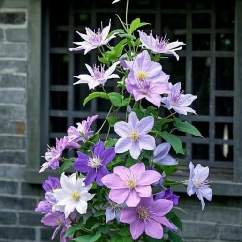 Kletternde Clematis – Winterhart, ideal zur Dekoration von Gartenzaun und Beet-15knolle-E