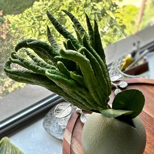 semi di bergamotto vecchie varietà da balcone da frutto frutto colonnari serre balcone esotico nani, resistenti per giardinieri arbusti raro semi di 50pcs