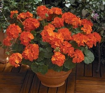 Geranium Maverick Orange 100 Seeds