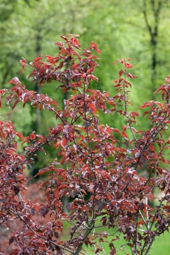 Prunus x blireana 80 cm Stammhöhe – Winterhart, Mehrjährig, Pflegeleicht – Zierpflaume – Zierbaum für Garten & Kübel