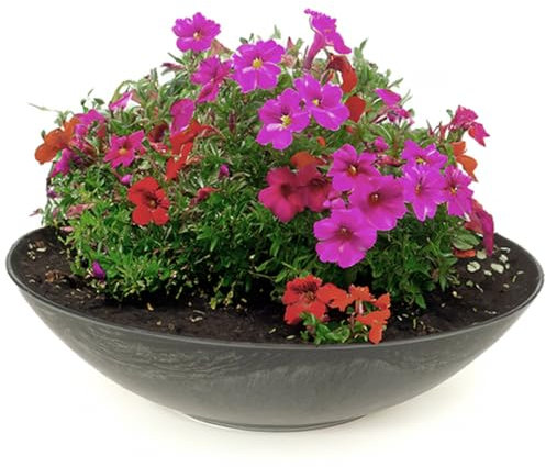 Matches21 - Vaso per piante resistente alle intemperie, 45 cm, grande ciotola decorativa in marmorizzata nera come fioriera – Ciotola piatta XXL da giardino per fiori, bonsai o cimitero
