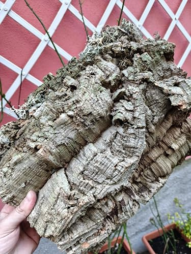 Generico 3 Zattere in Sughero Naturale Sardo per Orchidee, Tillandsie e Piante Epifite (25x35cm)