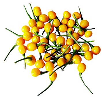 Charapita Chili, 10 Samen -Teuerste Chili der Welt- WILDCHILI