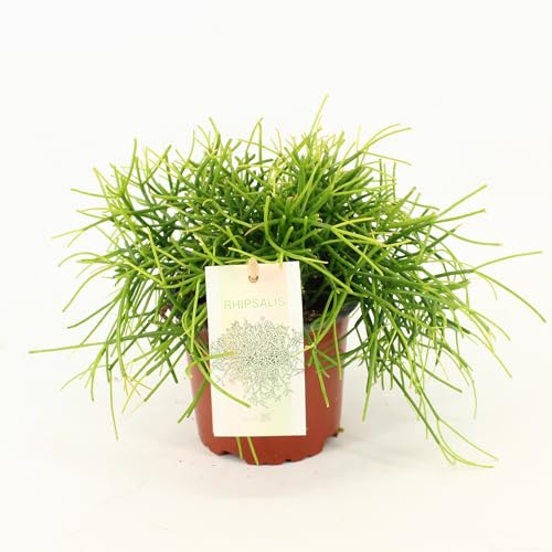 Rhipsalis Cassutha – Pflegeleichter Korallenkaktus 20 cm | Luftreinigende Hängepflanze für Zuhause & Büro