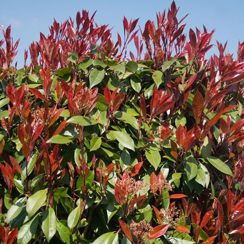 aligustre brillante - semillas - Serie Raras resistentes al aire libre de seto de petirrojo rojo arbusto perennes resistentes semillas bonsái jardín jardín 350pcs