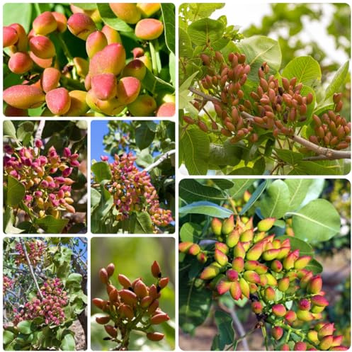 semi di pistacchio - perenni resistenti biologici balcone giardino roccioso 10pcs