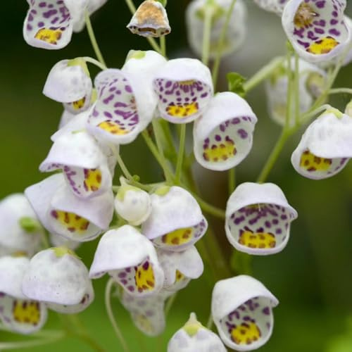 semi Calceolaria herbeohybrida giardino d'interni estate primavera perenne resistente bonzai balcone giardino 50pcs