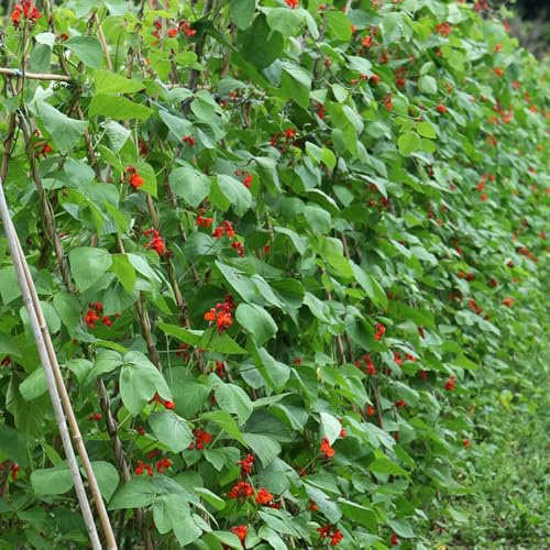 feuerbohnen kaufen, bohnensamen bio kletterpflanzen frühlingsblume prunkbohnen hochbeete für garten seltene winterharte kübelpflanzen bio bonsai gemüsesaat pflanzenliebhaber geschenke 75samen