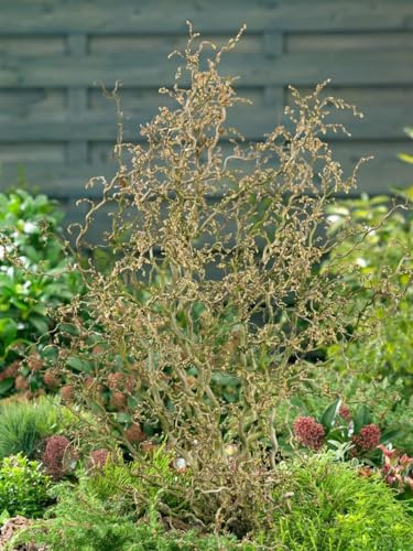 Corylus avellana 'Twister' 80 cm Stammhöhe – Winterhart, Mehrjährig, Pflegeleicht – Korkenzieherhasel – Solitärgehölz für Garten & Terrasse