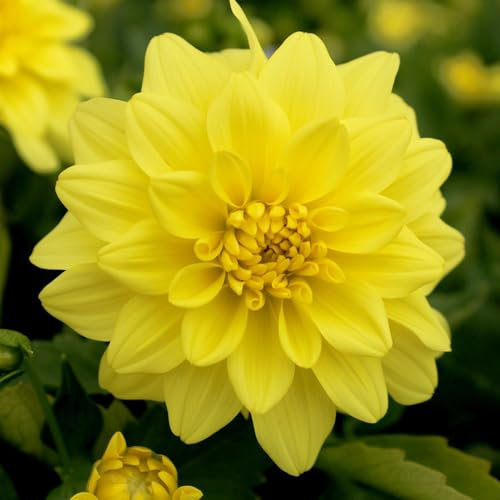 Dahlia Golden Emblem Flower Bulbs - Summer Flowering Bee Plants - Easy to Grow Tubers Producing Huge Bright Golden Yellow Flowers into Autumn - Grow in Beds, Borders, and Pots (Pack of 6 Dahlia Bulbs)