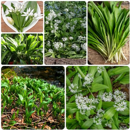 semillas de ajo silvestre perenne resistente, interior silvestres, lecho elevado, 500pcs