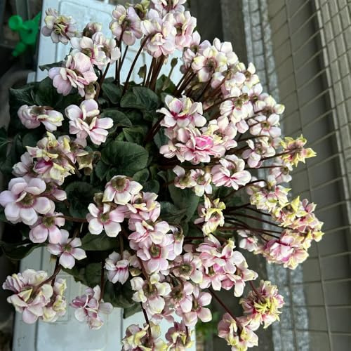 semi di ciclamino da esterno - ciclamino - decorazione da giardino per esterni, vecchie varietà di ciclamino di perenni resistenti balcone, 20pcs