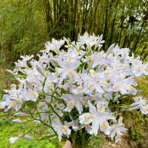bulbos iris decorativas prado de reverdecimiento de tejados jardín rocas decoración oficina bonsái jardín resistentes Camas elevadas 2pcs