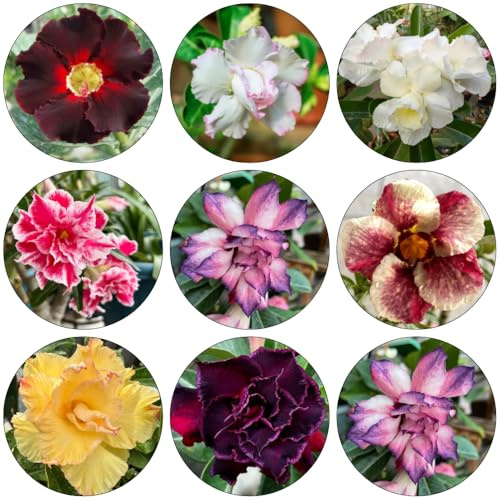 wüstenrosesamen winterharte stauden für pralle sonne blumensaat herbstblumen winterhart pflanzensamen exotisch blumenwiesensaat gartensamen gewächshaus balkon blumensamen 22samen