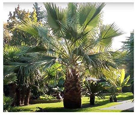 Stk - 25x Washingtonia filifera Washington Palme Pflanzen - Samen ID215 - Seeds & Plants Shop by Ipsa