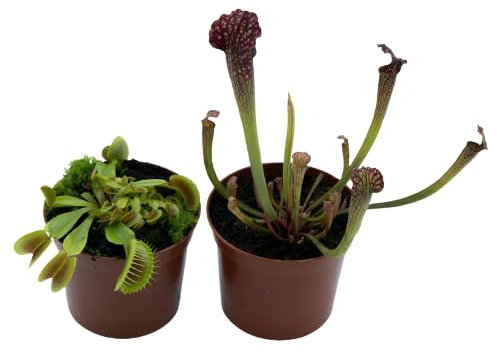 Sarracenia y Venus Plantas Vivas Carnívoras Repelentes de Insectos