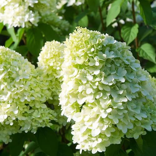 Hydrangea Limelight (3 plantor) vinterhärdiga Hortensia Paniculata, äkta trädgårdsväxter från Holland (ingen frö, ingen konstgjorda blommor och inte konstgjorda), flerårig för krukor och balkonger