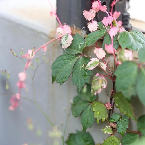 vite vergine - parthenocissus tricuspidata interno per zone facile 225semi