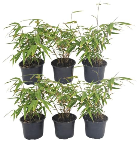Fargesia Rufa 24 Stück Bambus – Ø 13 cm – 25 cm – Pflanze im Freien