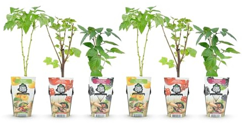 GreenboutiQ - Plantes à fruits - Tricolore - Groseille Rouge - Framboise Jaune - Mûre Noire - Rustique - 6 Plantes - Pot 9cm