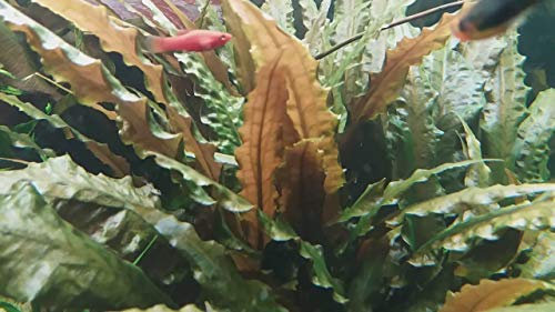 Cryptocoryne wendtii 'Rubella' - 1 Bunch - Live aquarium plant