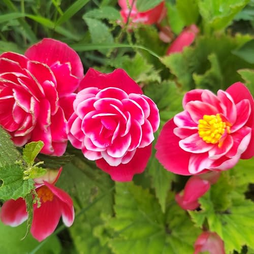 Ausverkauf Begonienzwiebeln : Begonie Knolenbegonie Begonia  Camellia  1 Knolle