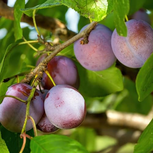 GreenboutiQ - Obstpflanze - Pflaumenbaum - Prunus domestica Opal - Gelb Rote Frucht - Topf 21cm Höhe 90cm