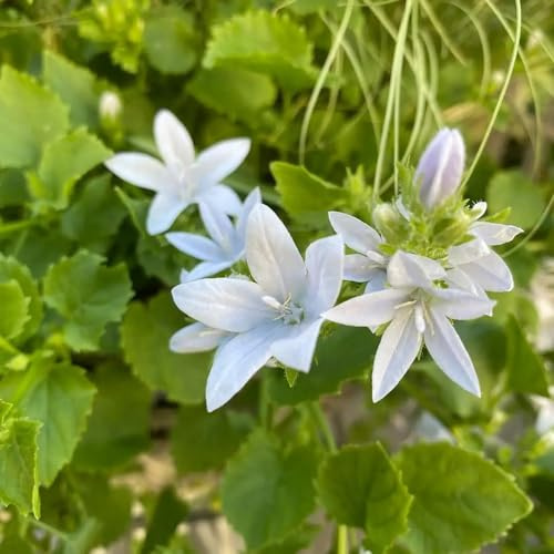 semi di campanula - campanula media - giardino roccioso resistenti di campanula, luoghi soleggiati da balcone perenni resistenti selvatici 350pcs