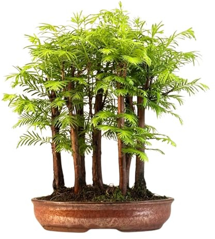 Bonsai Baum mit Keramik Blumentopf - Metasequoia - Bonsai - Wald - Bonsai Baum - Baum im Freien (P21)
