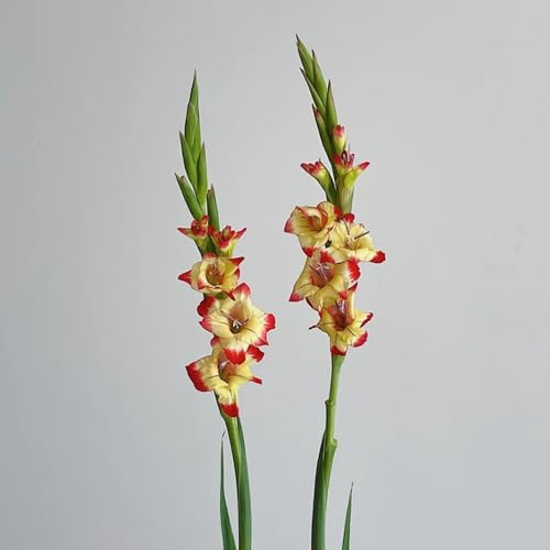 bulbi di gladioli giardino di primaverili regalare resistenti in 30pcs