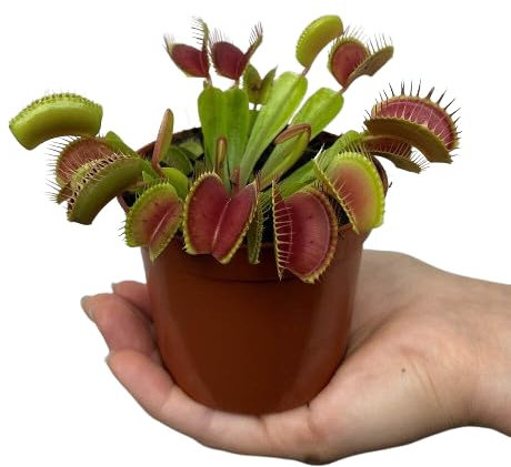Venus Atrapamoscas Planta Carnívora para Interior o Exterior