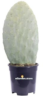 Pianta di Fico D'India Pianta di Opuntia Ficus Indica pianta da esterno pianta da giardino cactus di Fico d'India pianta grassa pianta ornamentale pianta vera venduta da eGarden.store