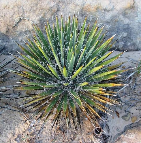 50Pcs Green Yucca Nana Plant Seeds