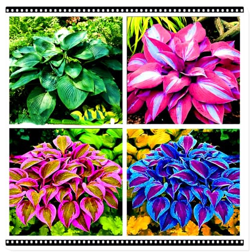 Seltene Funkie/Winterharte Funkie für den Außenbereich/Deutsche Gartenpflanze/Ideal für Gartenecken/Pflegeleicht-4 PCS-J