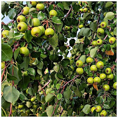 Crab Apple Tree 1-2ft in 1L Pot Native Malus Hedging, Make Your own Cider & Jelly 3fatpigs®