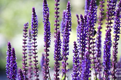Salvia nemorosa 'Sensation Deep Blue' – Winterhart, Mehrjährig, Pflegeleicht – Steppensalbei – Beetstaude für Garten & Rabatte