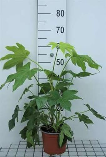 Fatsia japonica (aralia_sieboldii) - Aralie Du Japon, Fatsie Du Japon 40-60 cm en pot