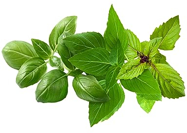 Click and Grow Smart Garden Basil Plant Pods, 9-Pack