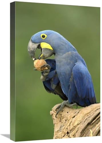 16 x 24 in. Hyacinth Macaw in Cerrado Habitat Eating Piassava Palm Nuts, Brazil Art Print - Pete Oxford