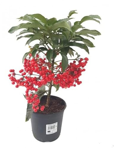 Arbusto de Navidad con Frutas Rojas Ardisia Crenata Planta Natural