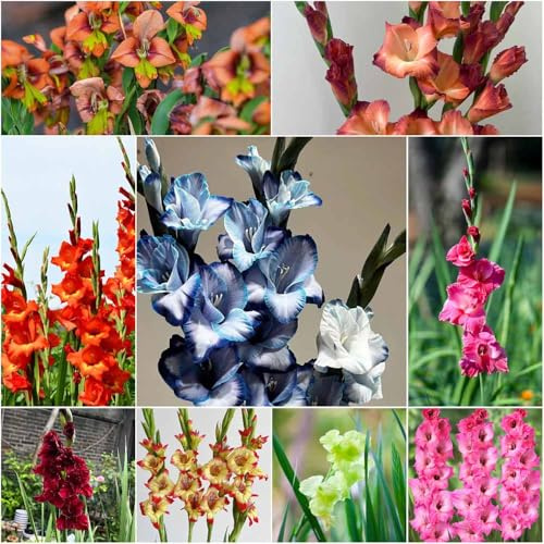 bulbi di gladioli Decorazione di bulbi primavera balcone ufficio letti elevati per giardino rari - per decorare balconi 2pcs