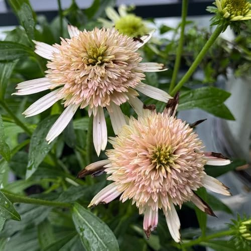 semillas de equinácea orgánicas - perennes cobertura del suelo, resistentes exóticas jardín 420pcs