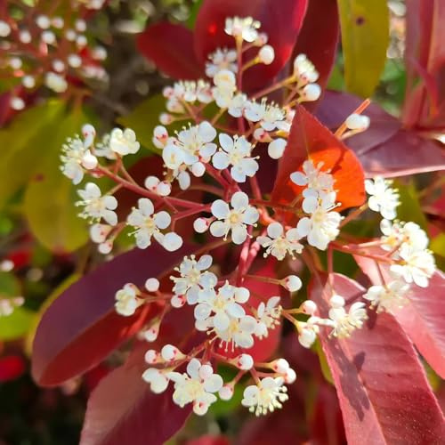 Semillas de photinia Red Robin, interior, variedades tradicionales, decorativas, jardín, resistentes orgánicas balcón 400pcs