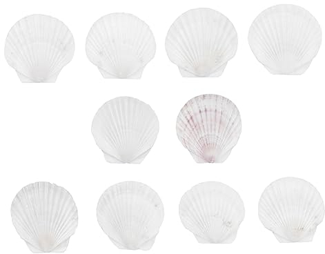 Warmhm Natürliche Jakobsmuscheln Große Natürliche Muscheln Zum Basteln Kochen Backen Heimdekoration Weiß 10–11 cm 10 Stück
