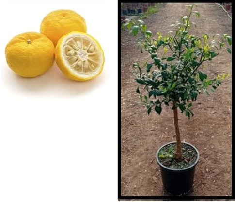 Limonero Yuzu - Limonero Alta Resistencia al Frio - Maceta 20 cm diametro(Limonero Yuzu en Copa)