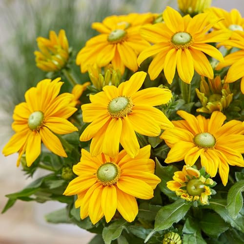 Rudbeckia Sunbeckia Ophelia - Hardy Perennial Garden Flowers - Bright Daisy-Like Blooms for Pots, Borders, Wildlife Gardens - Summer Flowering Plant UK Ready to Grow (9cm Pot, 10-20cm)